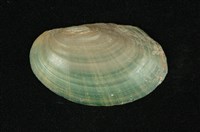 藏品(青蚌(稜蚌))的圖片